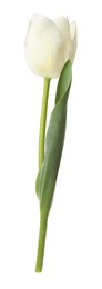 Photo of One beautiful color tulip isolated on white