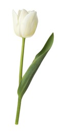 Photo of One beautiful color tulip isolated on white