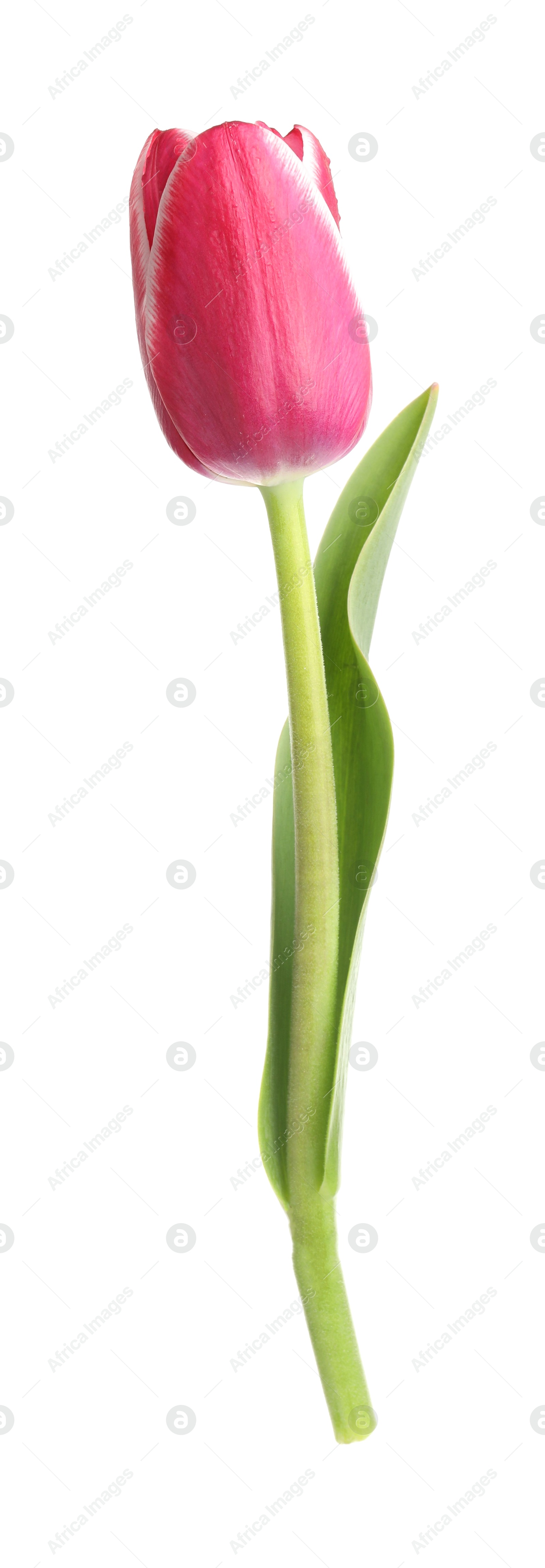 One beautiful pink tulip isolated on white Photo of One beautiful pink tulip isolated on white