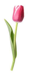 Photo of One beautiful pink tulip isolated on white