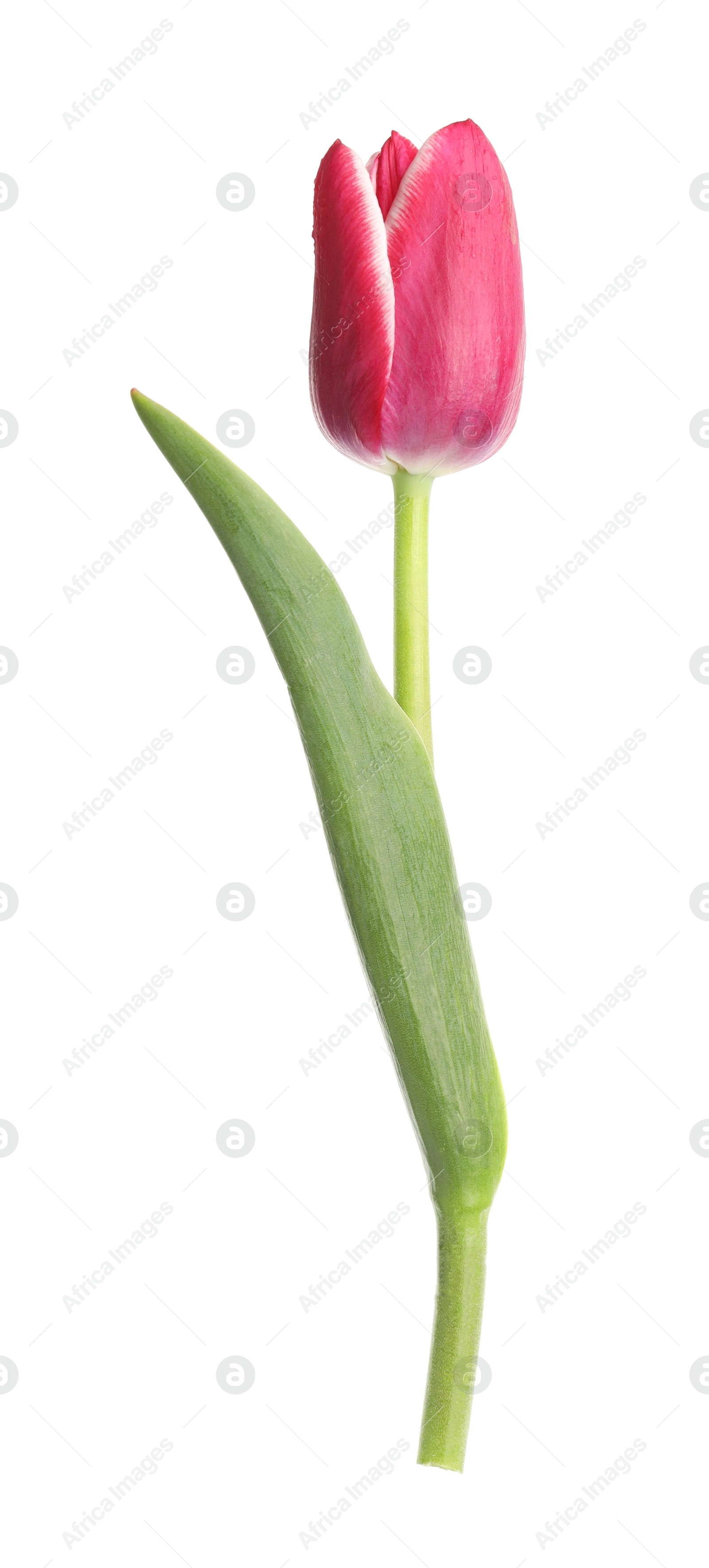 One beautiful pink tulip isolated on white Photo of One beautiful pink tulip isolated on white