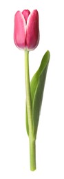Photo of One beautiful pink tulip isolated on white