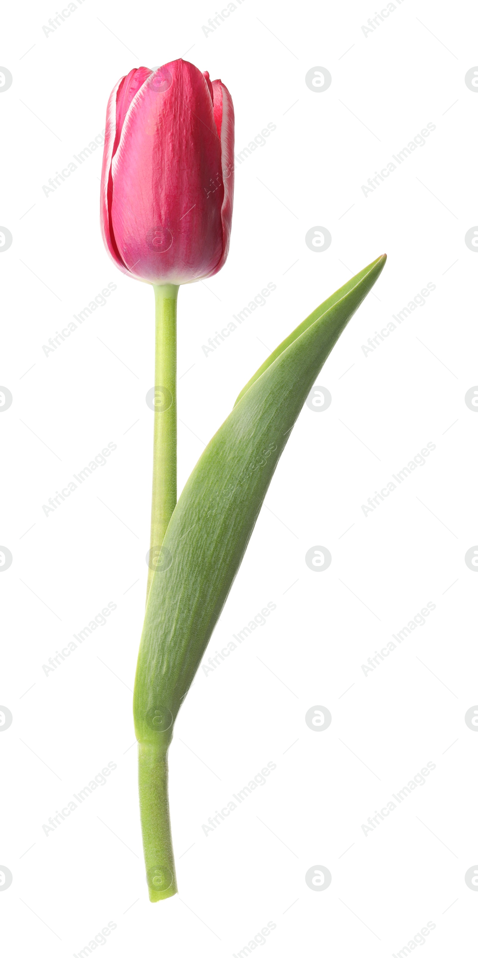 One beautiful pink tulip isolated on white Photo of One beautiful pink tulip isolated on white