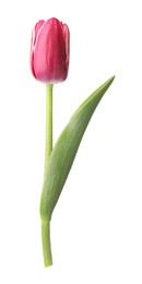 Photo of One beautiful pink tulip isolated on white