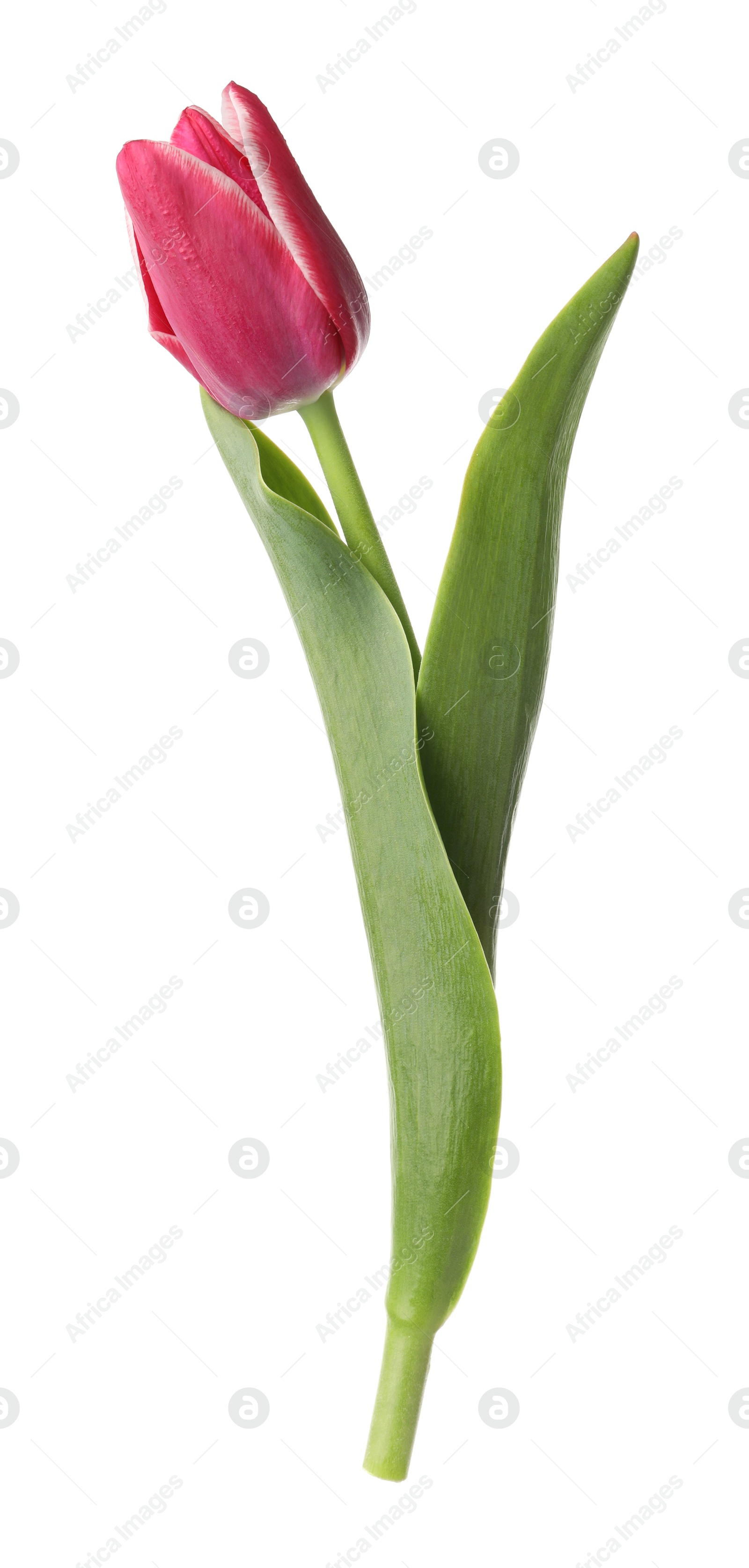 Photo of One beautiful pink tulip isolated on white