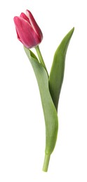 Photo of One beautiful pink tulip isolated on white