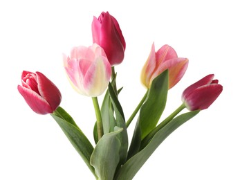 Photo of Many beautiful colorful tulips isolated on white
