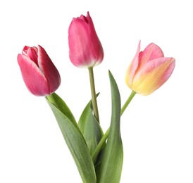 Photo of Three beautiful colorful tulips isolated on white