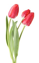 Photo of Three beautiful pink tulips isolated on white