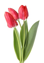 Photo of Three beautiful pink tulips isolated on white