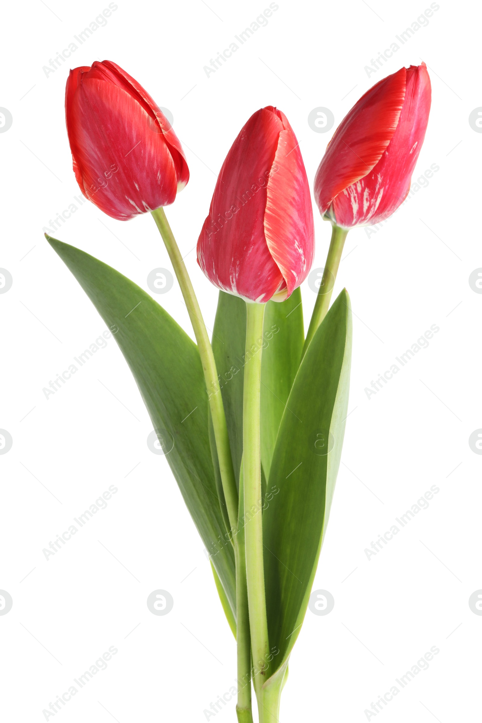 Three beautiful pink tulips isolated on white Photo of Three beautiful pink tulips isolated on white