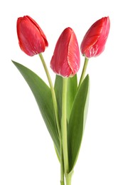 Photo of Three beautiful pink tulips isolated on white