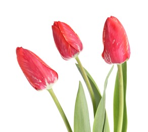 Photo of Three beautiful pink tulips isolated on white