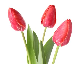 Photo of Three beautiful pink tulips isolated on white