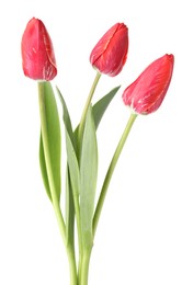 Photo of Three beautiful pink tulips isolated on white