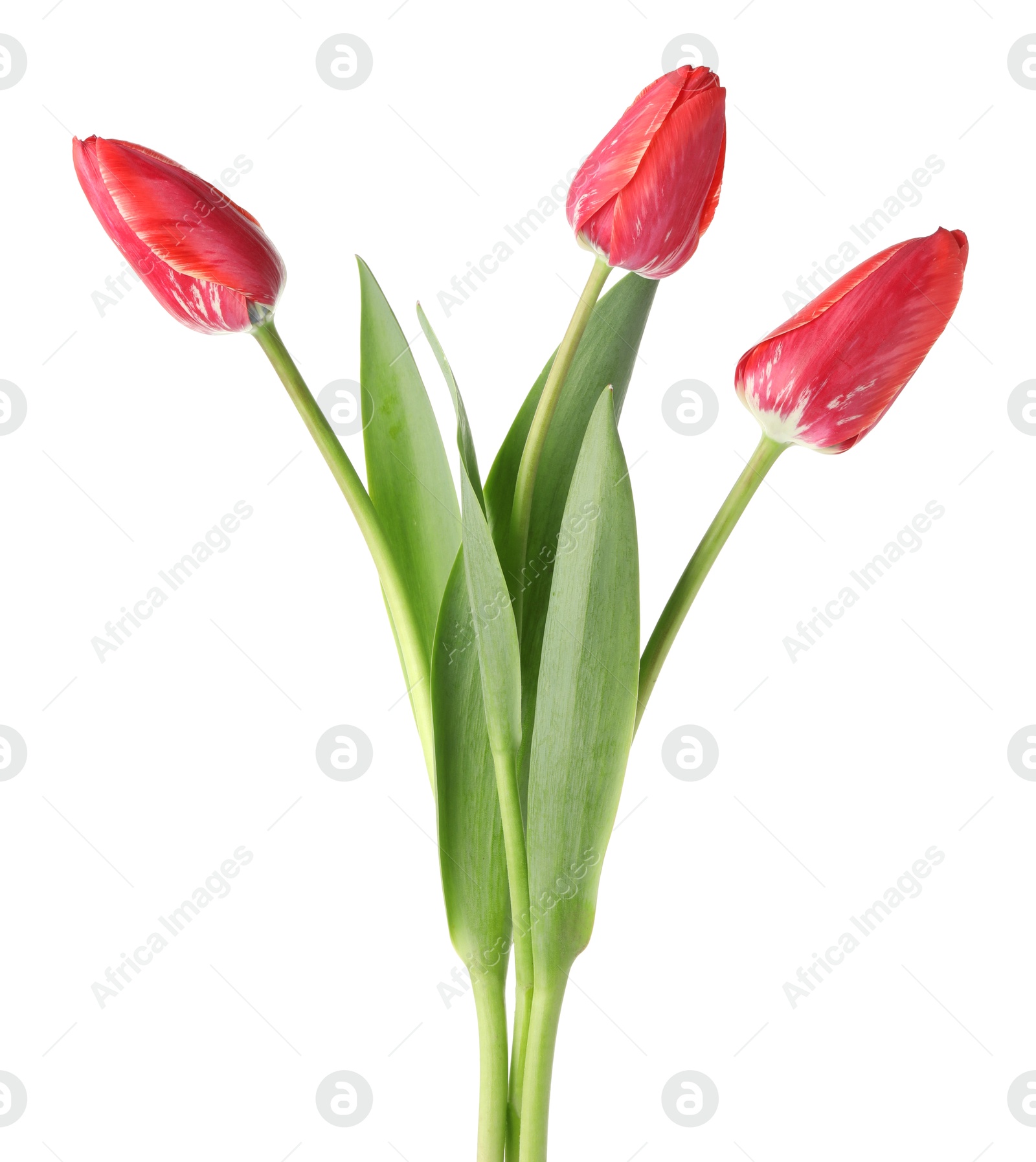 Photo of Three beautiful pink tulips isolated on white