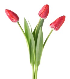 Photo of Three beautiful pink tulips isolated on white