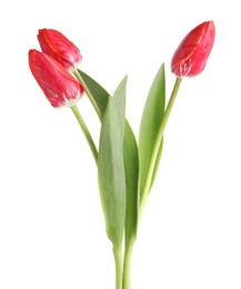 Photo of Three beautiful pink tulips isolated on white