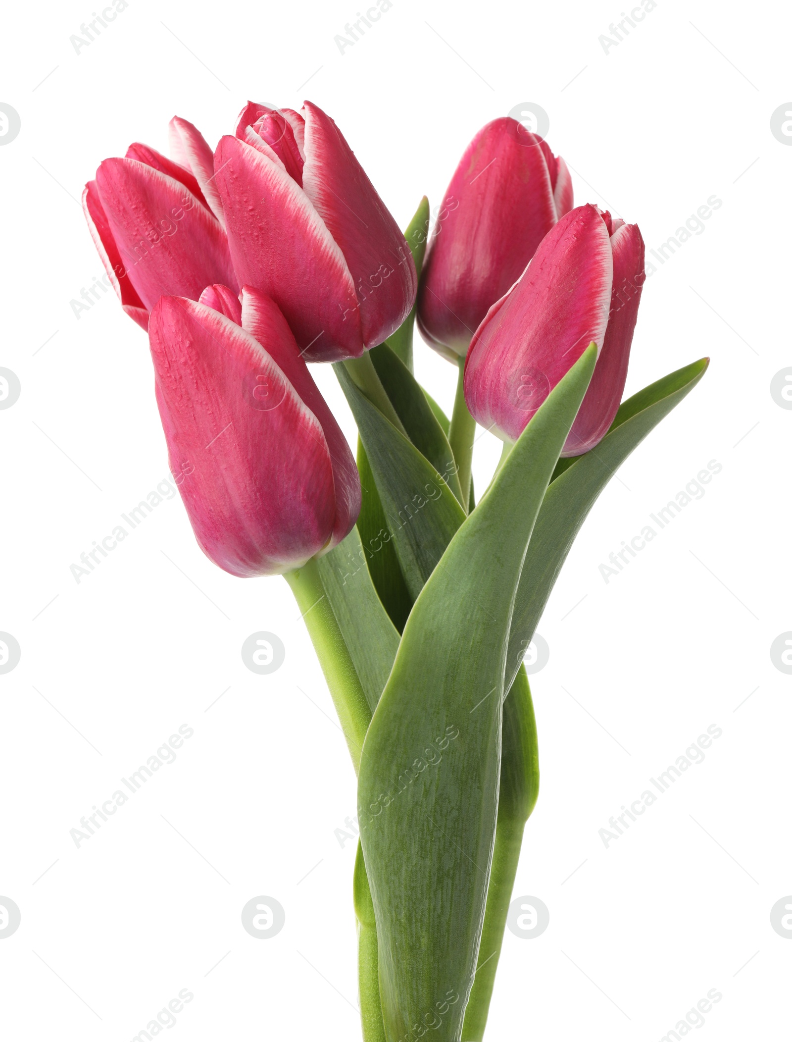 Many beautiful pink tulips isolated on white Photo of Many beautiful pink tulips isolated on white