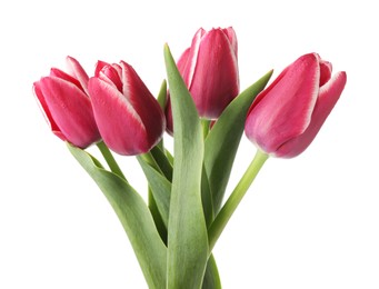 Photo of Many beautiful pink tulips isolated on white