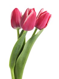 Photo of Three beautiful pink tulips isolated on white