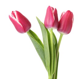 Photo of Three beautiful pink tulips isolated on white