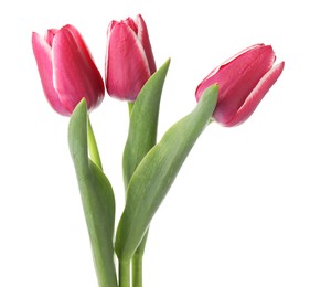 Photo of Three beautiful pink tulips isolated on white