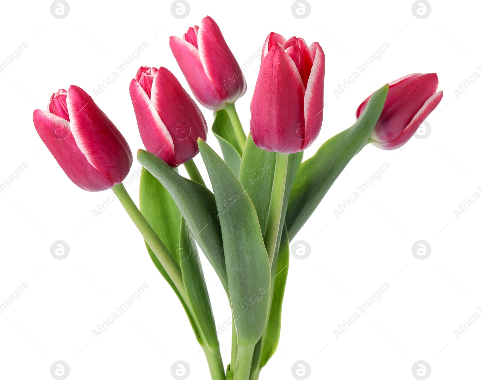 Many beautiful pink tulips isolated on white Photo of Many beautiful pink tulips isolated on white