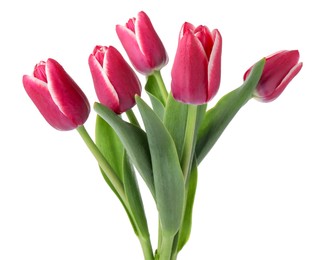 Photo of Many beautiful pink tulips isolated on white