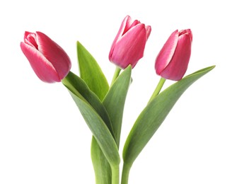 Photo of Three beautiful pink tulips isolated on white