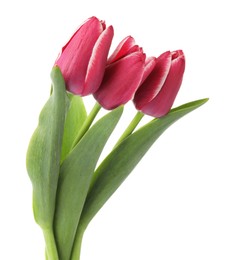 Photo of Three beautiful pink tulips isolated on white