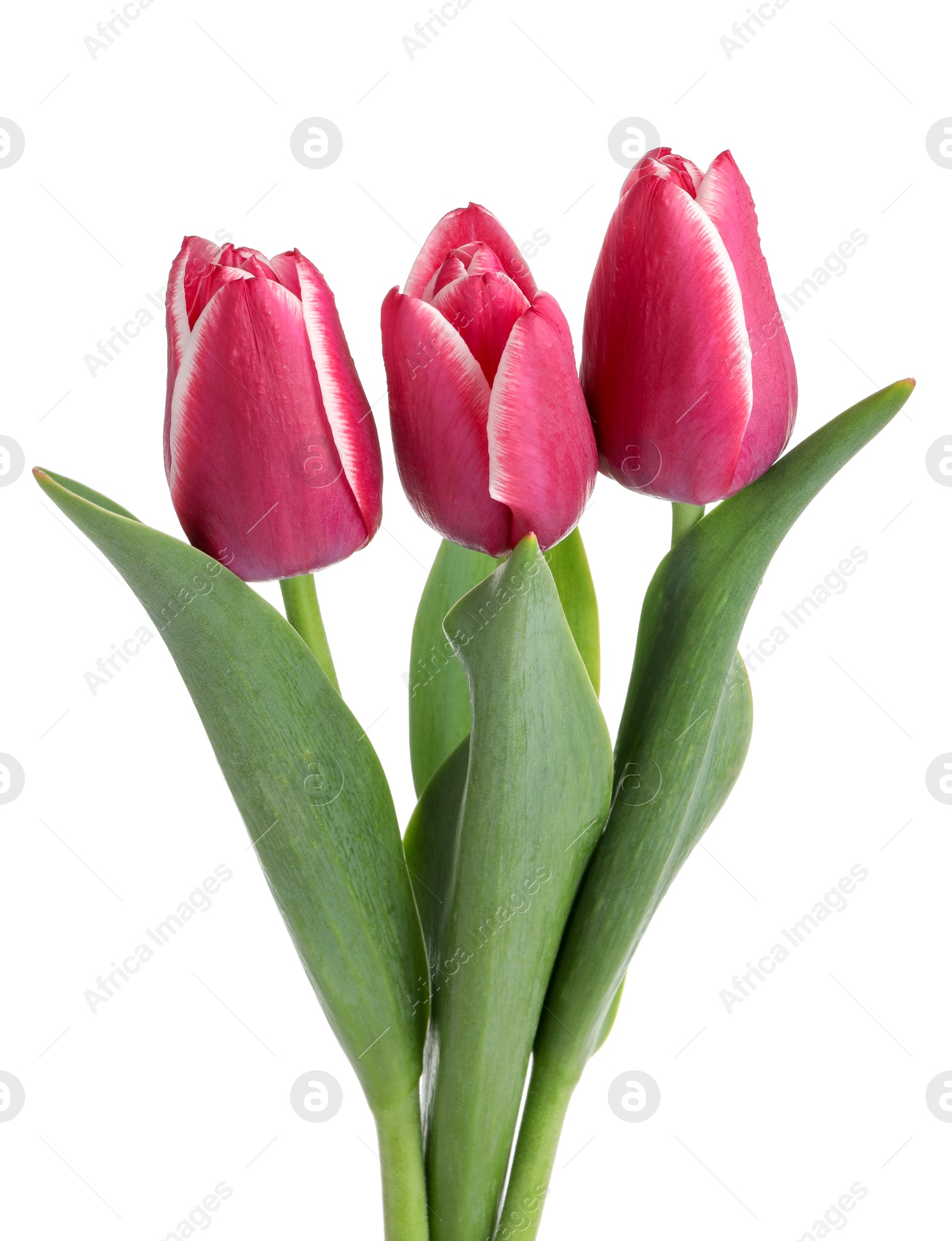 Three beautiful pink tulips isolated on white Photo of Three beautiful pink tulips isolated on white