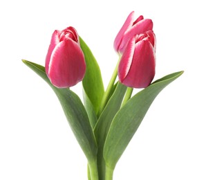 Photo of Three beautiful pink tulips isolated on white