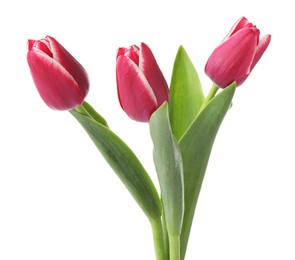 Photo of Three beautiful pink tulips isolated on white