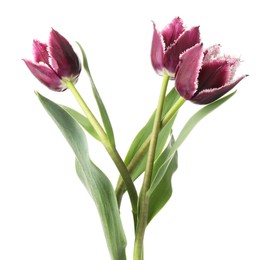 Photo of Three beautiful color tulips isolated on white