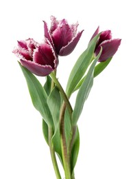 Photo of Three beautiful color tulips isolated on white