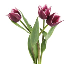 Photo of Three beautiful color tulips isolated on white