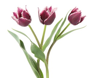 Photo of Three beautiful color tulips isolated on white
