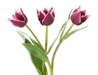 Photo of Three beautiful color tulips isolated on white