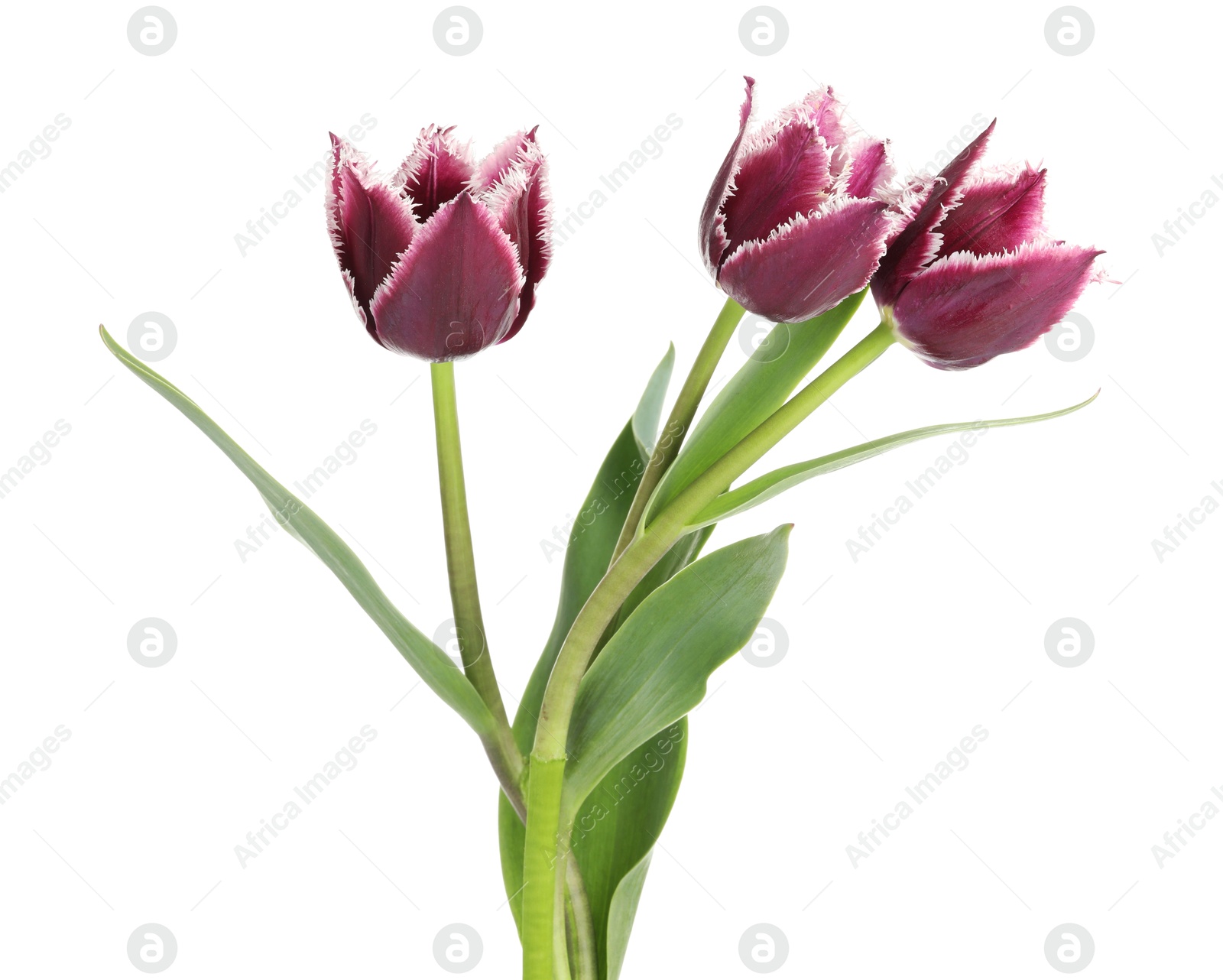Three beautiful color tulips isolated on white Photo of Three beautiful color tulips isolated on white