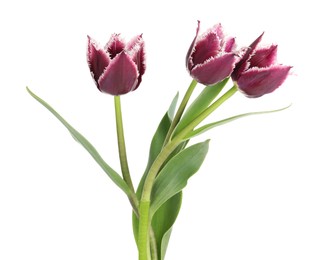 Photo of Three beautiful color tulips isolated on white