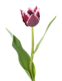 Photo of One beautiful color tulip isolated on white