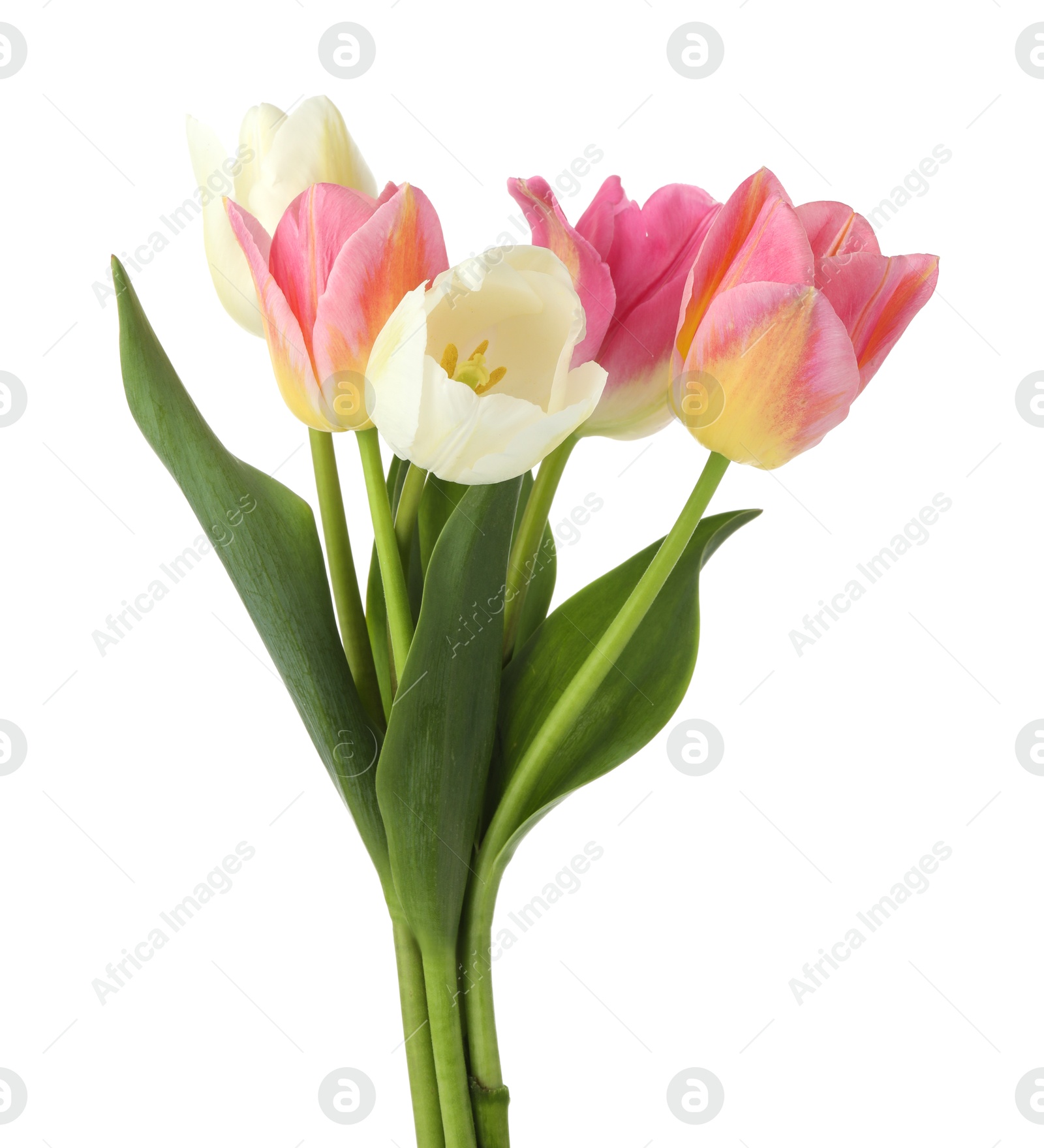 Many beautiful colorful tulips isolated on white Photo of Many beautiful colorful tulips isolated on white