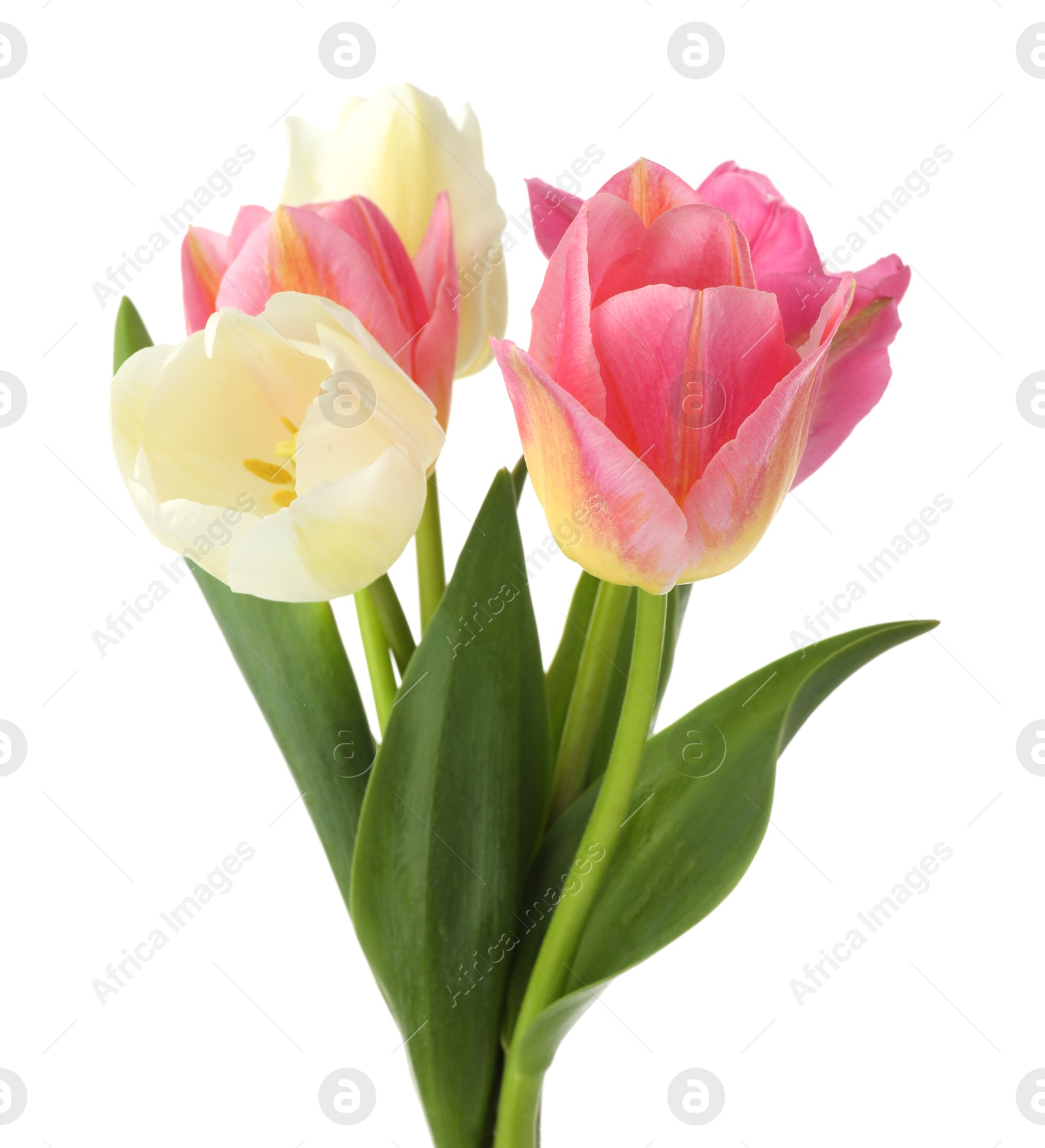 Photo of Many beautiful colorful tulips isolated on white