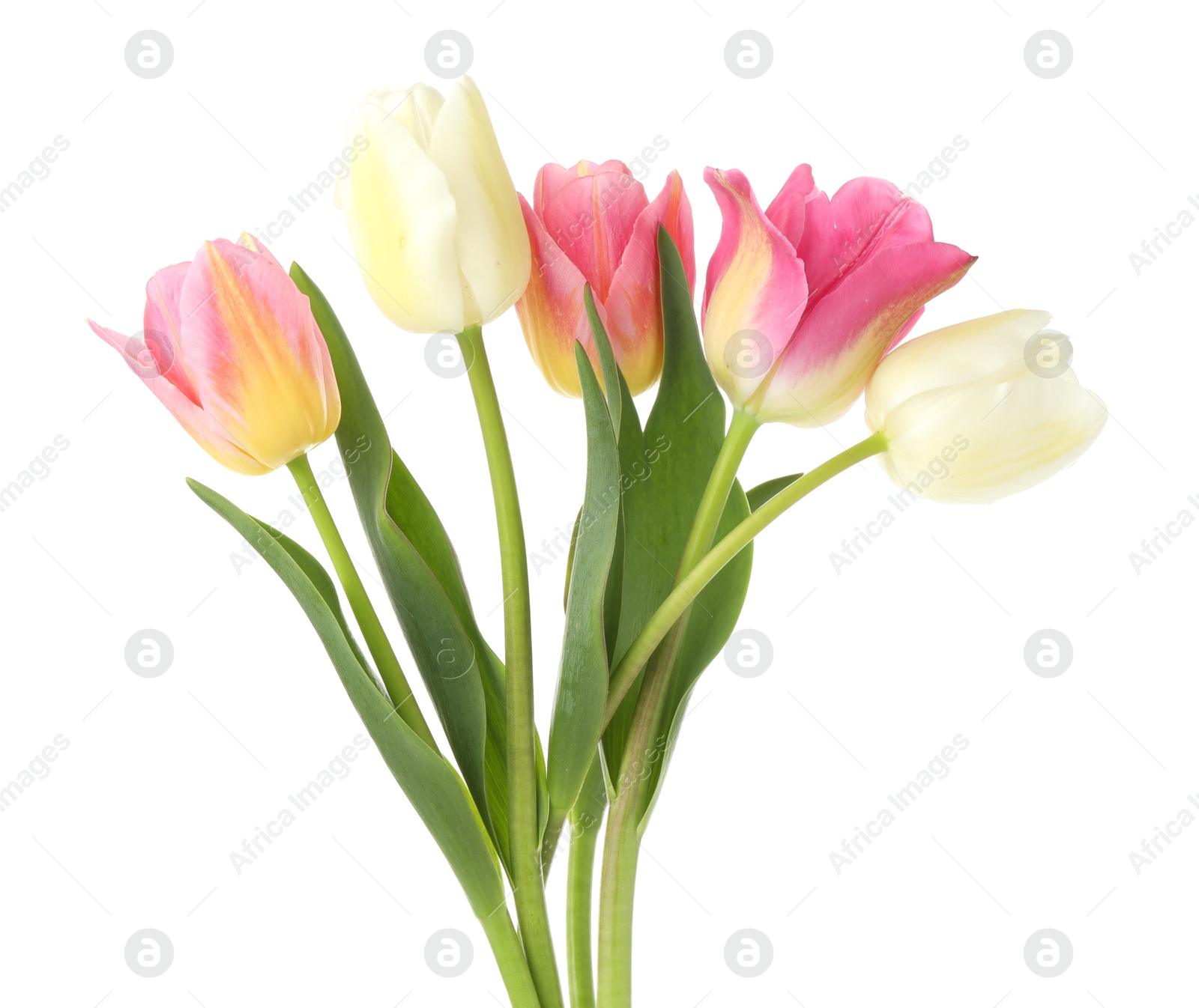 Photo of Many beautiful colorful tulips isolated on white