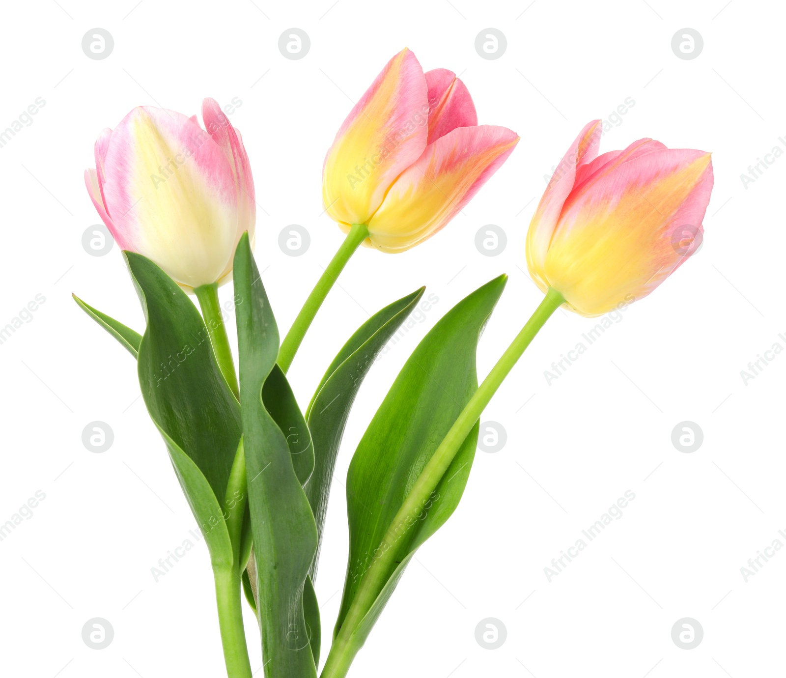 Photo of Three beautiful colorful tulips isolated on white