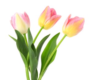 Photo of Three beautiful colorful tulips isolated on white