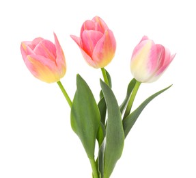 Photo of Three beautiful colorful tulips isolated on white
