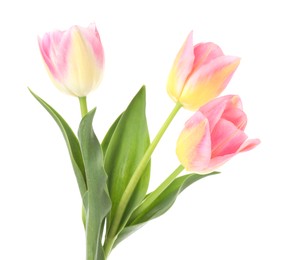 Photo of Three beautiful colorful tulips isolated on white
