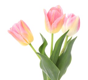 Photo of Three beautiful colorful tulips isolated on white
